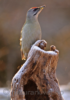 BB 09 0009 / Picus canus / Gråspett